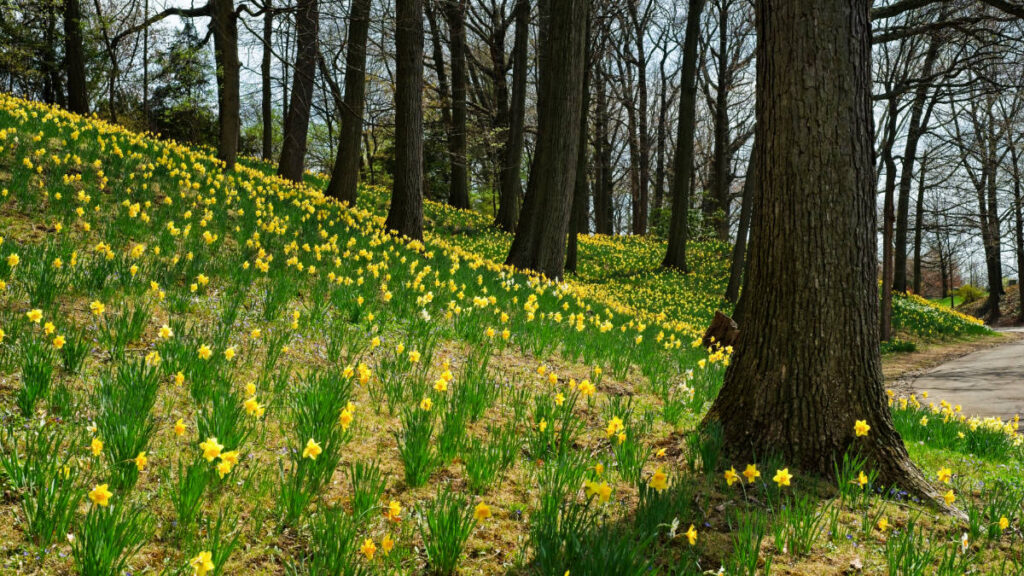 View of daffodils blooming in Cleveland during springtime