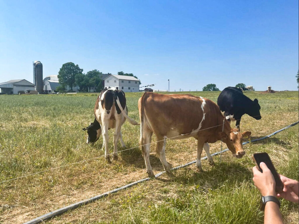 A variety of cow in the farm