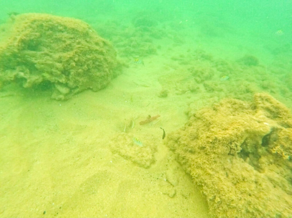 Small damselfish swims through the sandy bottom of Playa Peña