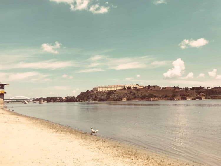 View of Danube river and running dog