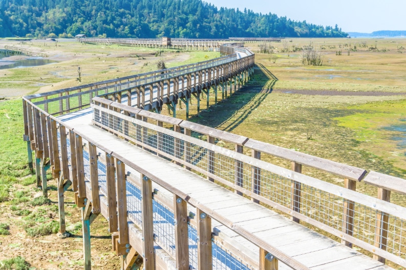 The boardwalk over wetlands at the Nisqually Wildlife Reserve
