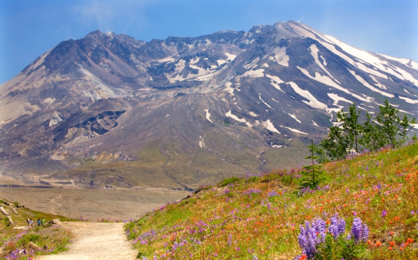View of wildflowers in front of Mount Saint Helens