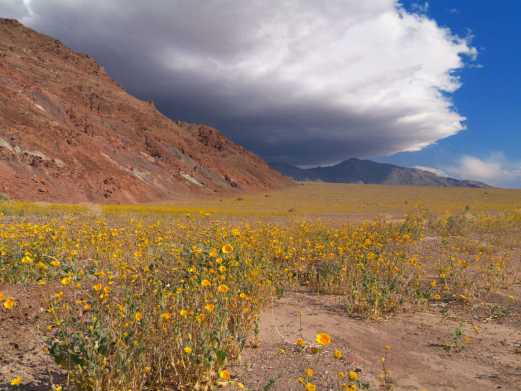 Yellow flowers blooming at Death Valley