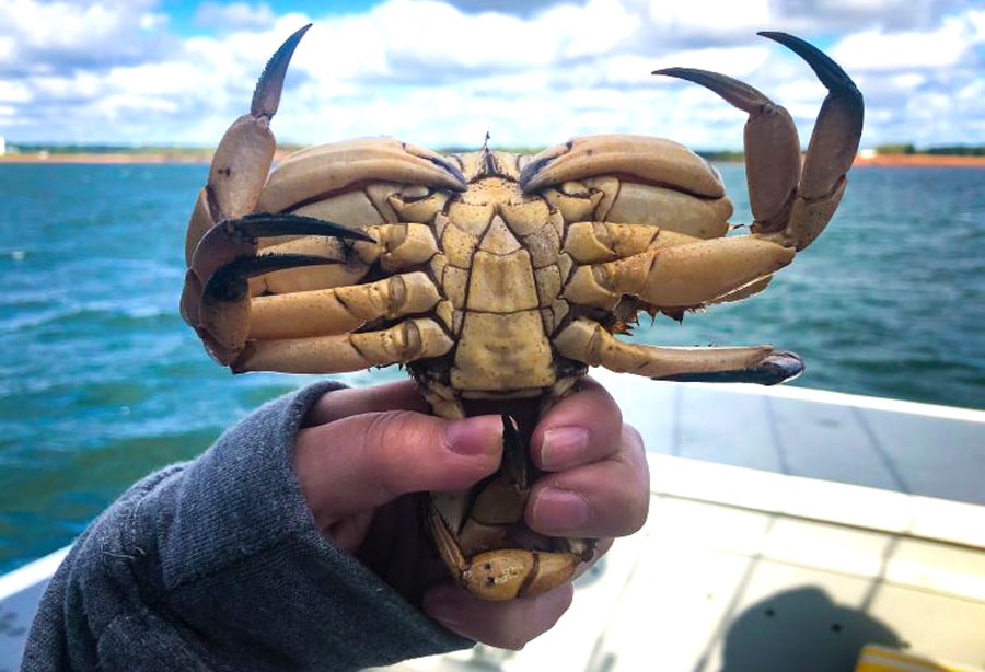 View of a hand holding a crab