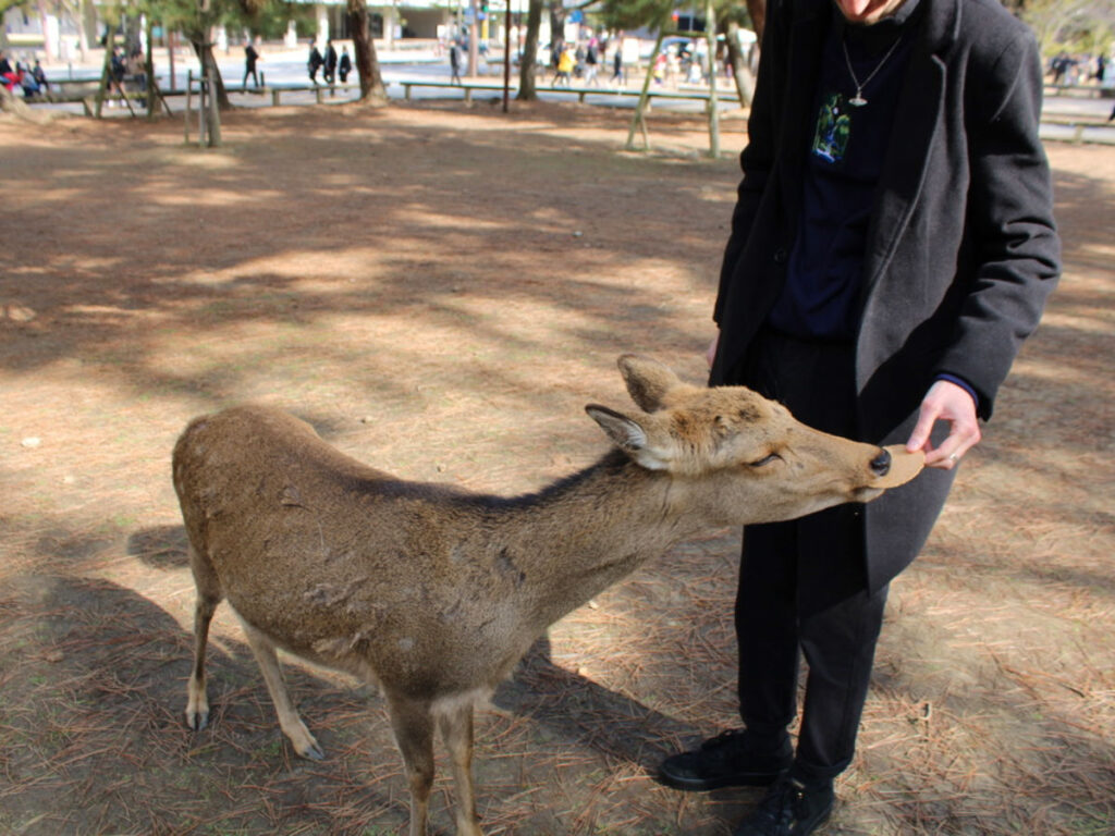 Tourist feeding a deer in Nara