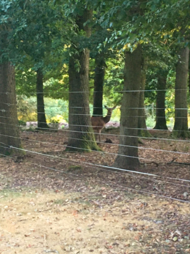A deer spotted at Château du Boulay Morin by author Rachel Kapelke-Dale