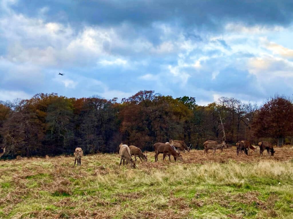 A her of deer eating grass at Richmond Park