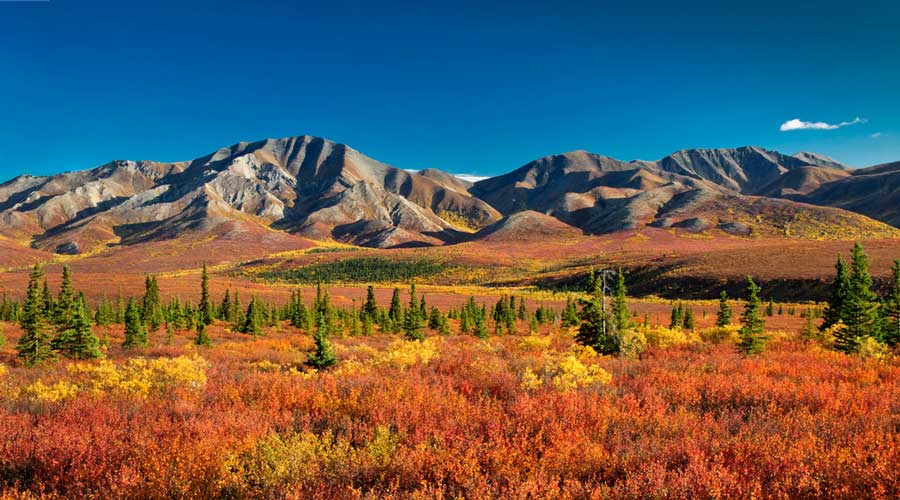 Clear blue sky over the Denali’s Alaska Range at autumn season