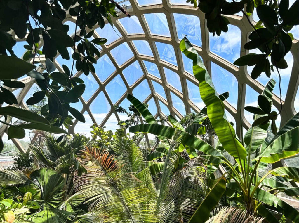 View of the tropical conservatory with a glass ceiling in Denver Botanic Gardens