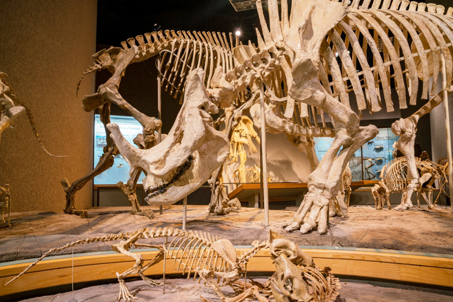 View of dinosaur bones in Denver Museum of Nature and Science in Colorado