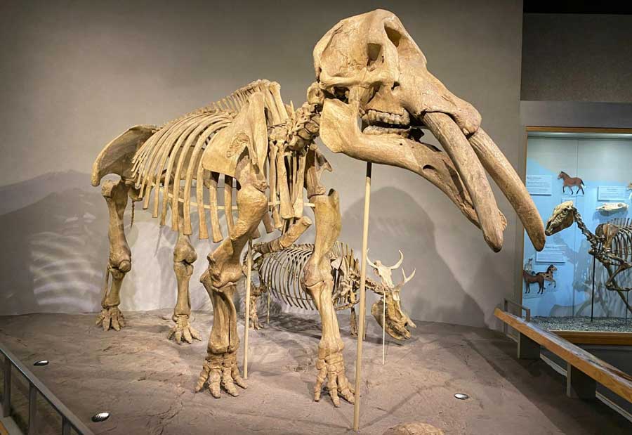 Dinosaur bones displayed inside the Denver Museum of Nature and Science