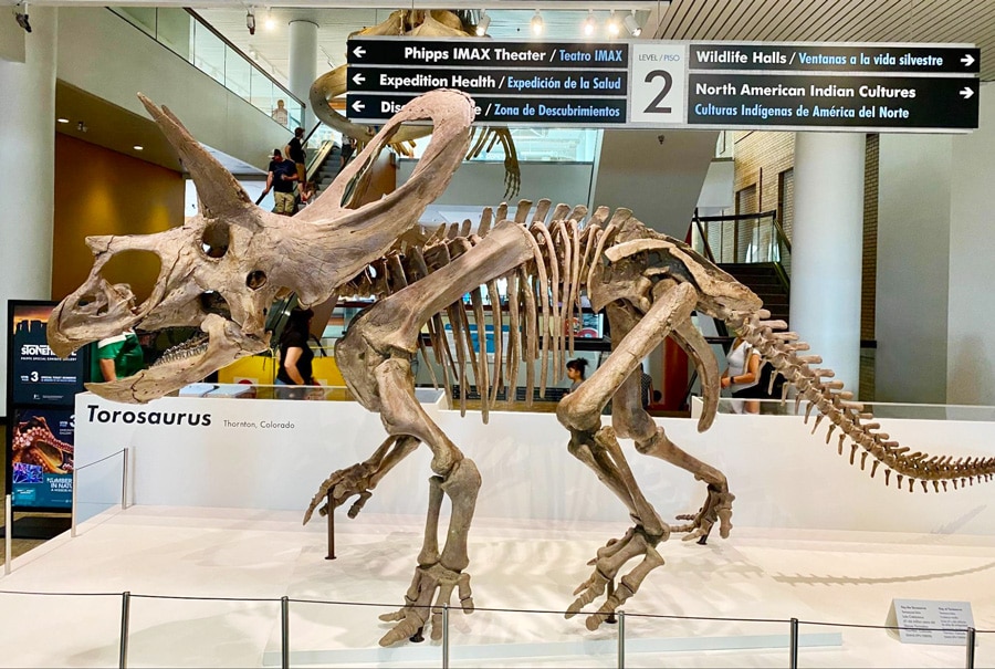 View of a torosaurus skeleton in a museum
