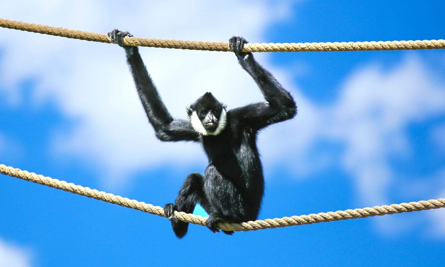 View of a monkey hanging on two ropes and the clear blue sky