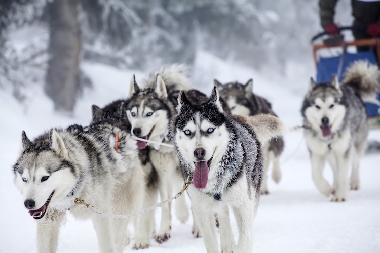 Dog-sledding with huskies in Banff