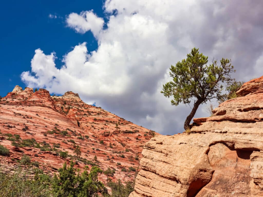 A lone tree on the desert canyon in Zion National Park