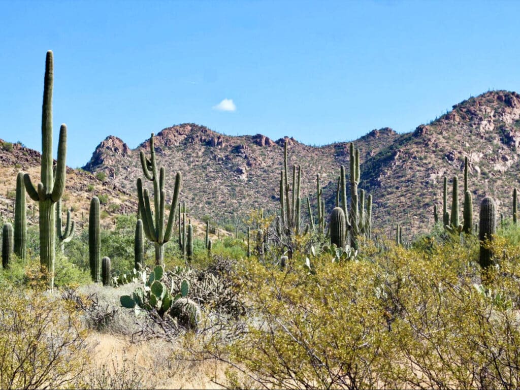 View of the cacti at the landscape of Saguaro National Park