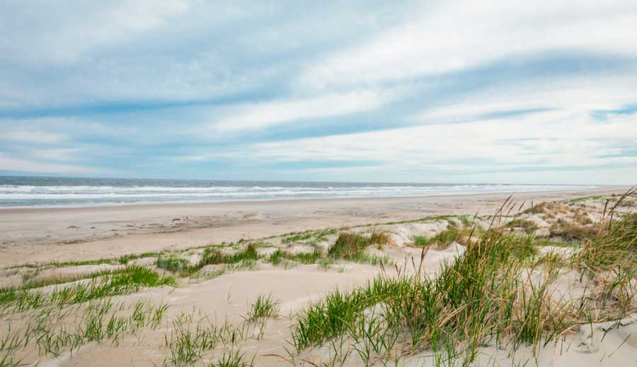 View of grasses in the sand of Diamond Beach