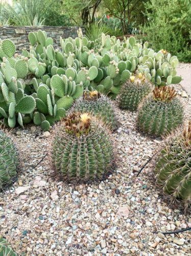 View of the different species of cacti on the ground