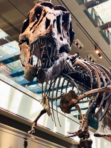 A replica of the dinosaur skeleton inside the Los Angeles Natural History Museum
