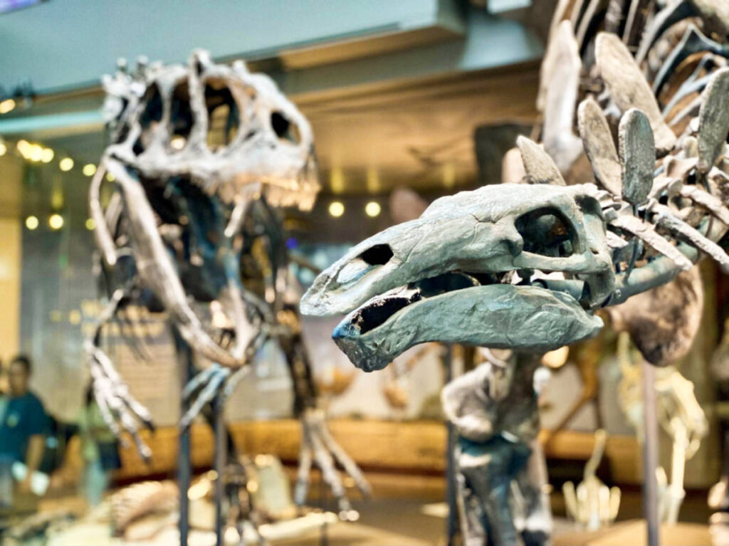 Closeup look of the dino skeletons in the Natural History Museum of Los Angeles County