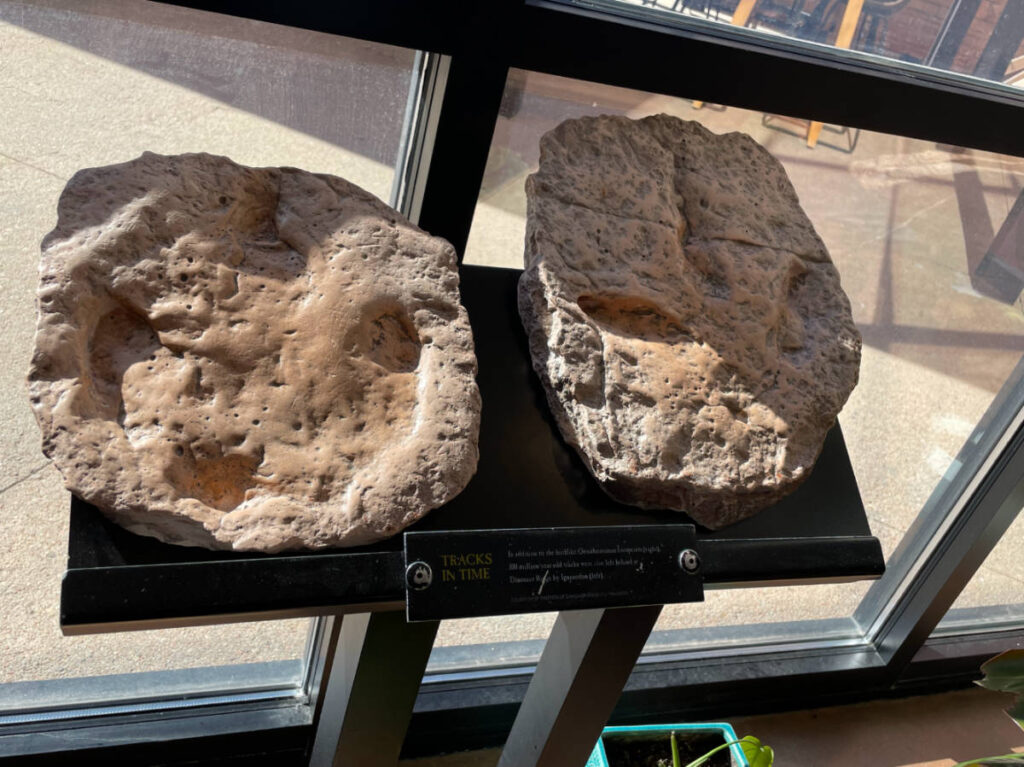 Dino tracks displayed inside the Red Rocks Visitor Center