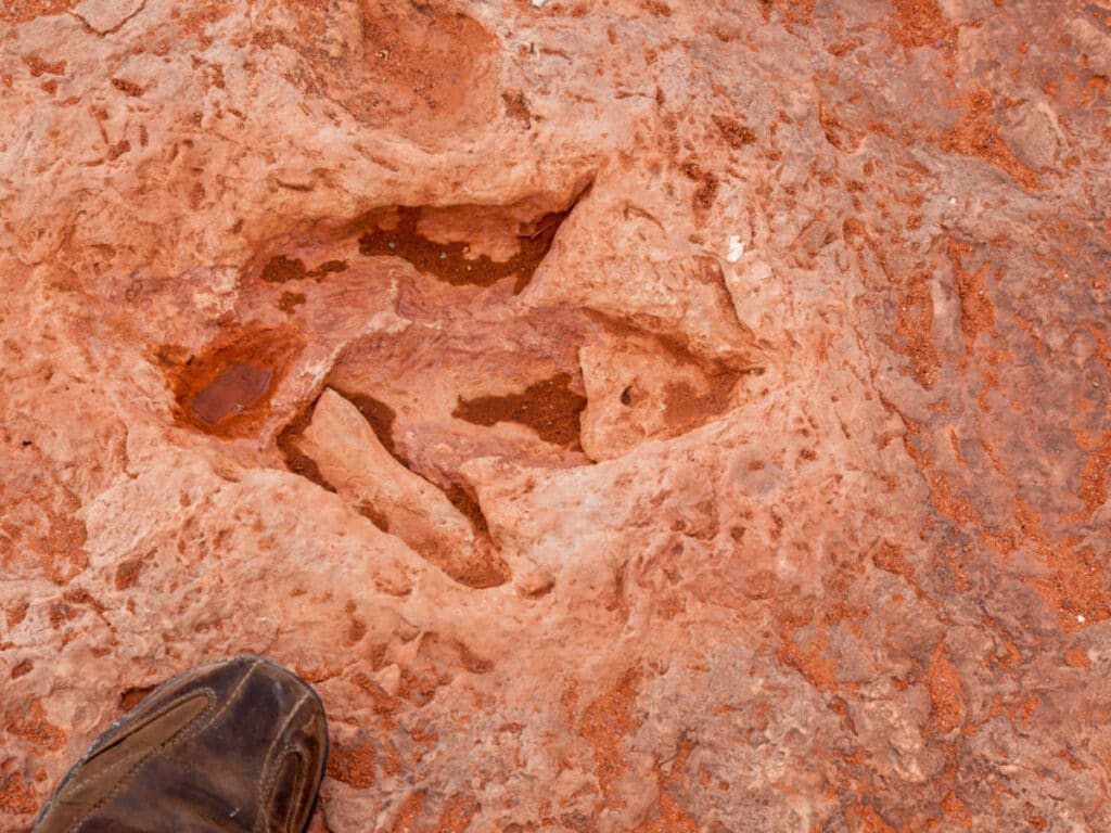 Closeup view of a footprint of a Dinosaur