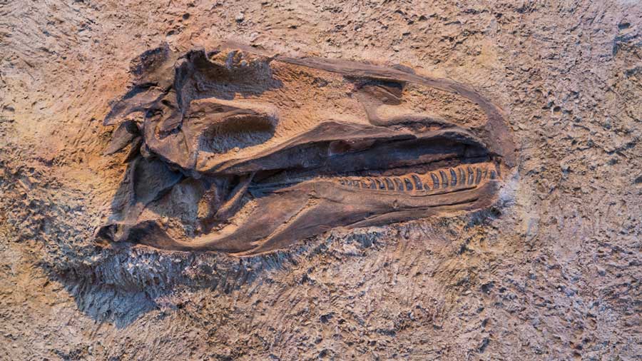 Fossil displayed on an exhibit in Dinosaur National Monument
