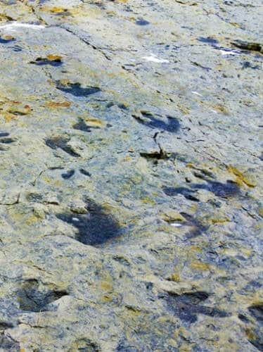 View of dinosaur tracks at the Dinosaur Ridge