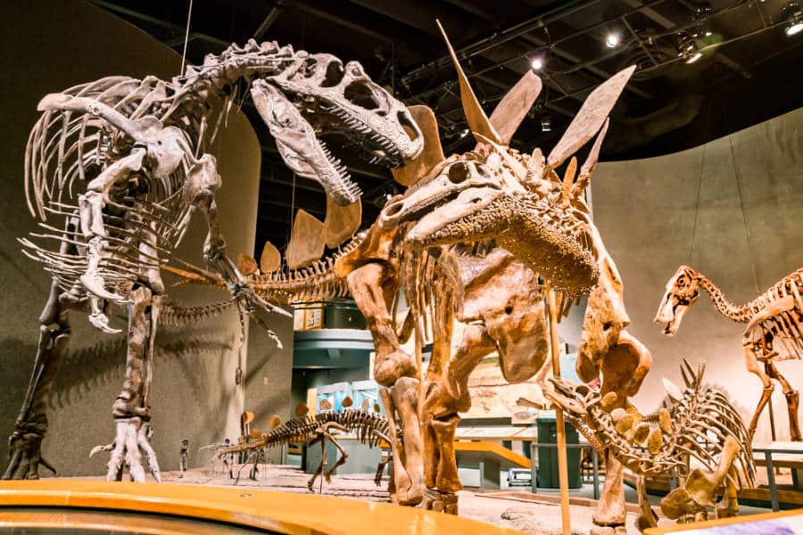 View of dinosaur bones in Denver Museum of Nature and Science in Colorado