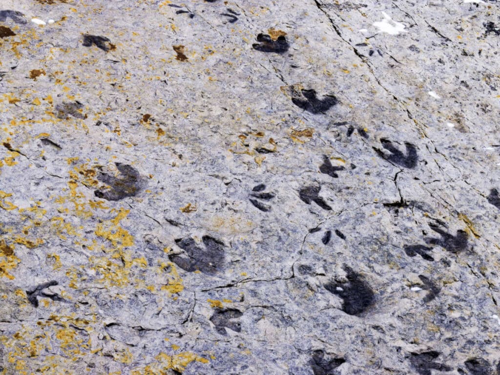 Close up view of the fossilized dinosaur tracks at Dinosaur Ridge