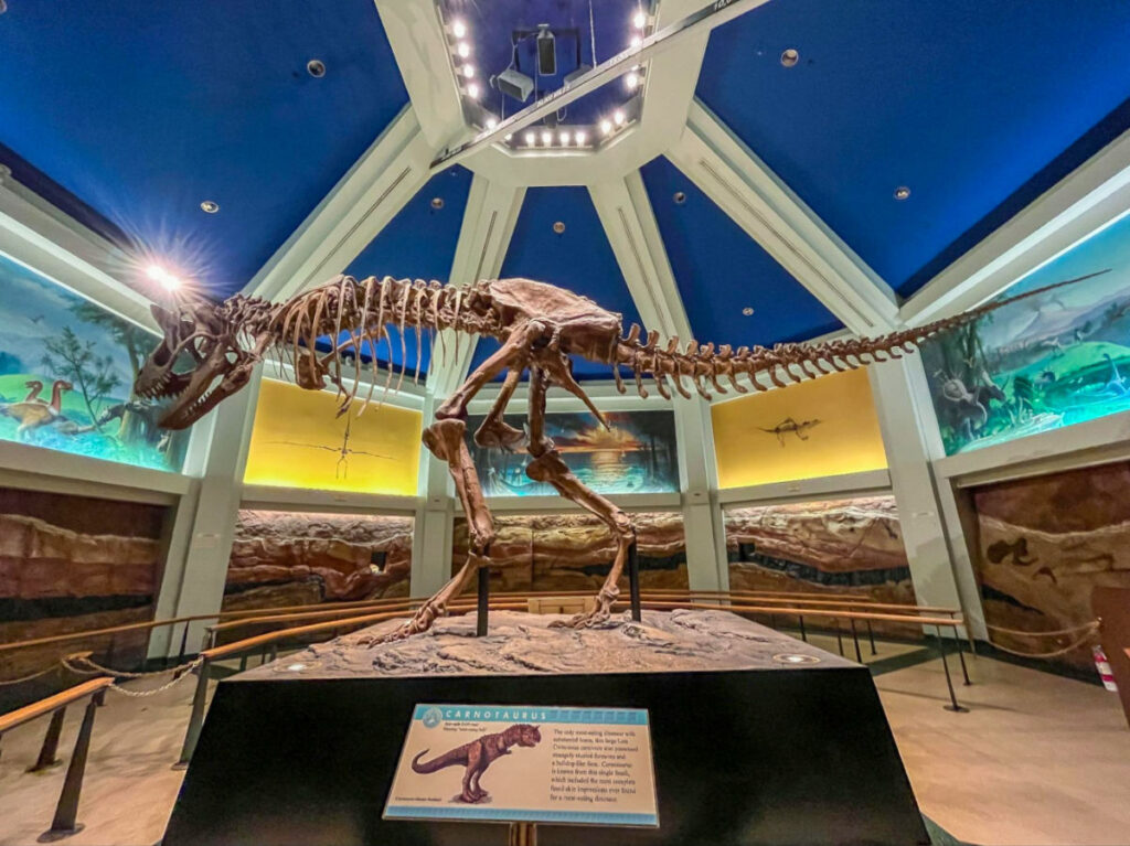 A dinosaur skeleton specifically the Carnotaurus on display at the Animal Kingdom.