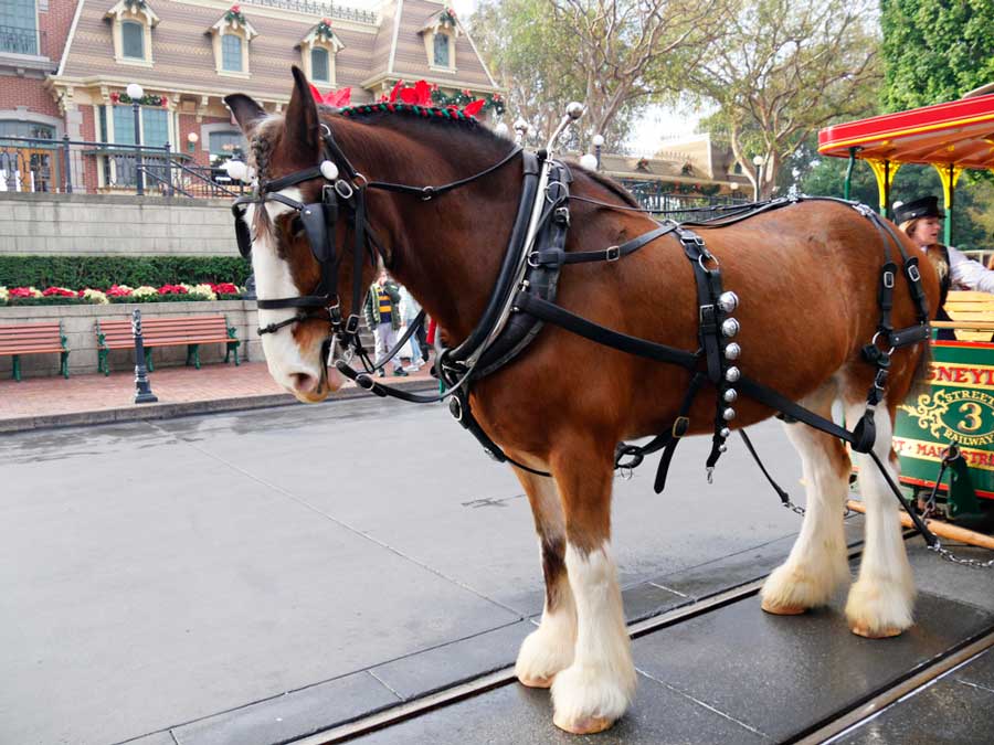 View of a Disney trolley horse