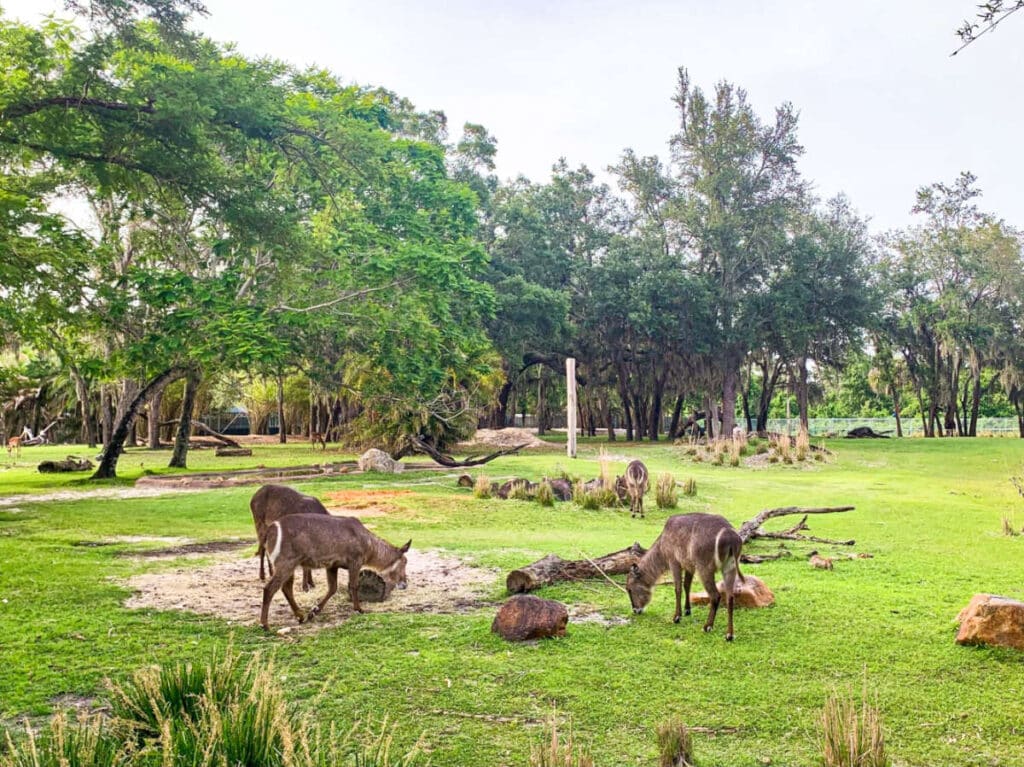 View of the waterbucks at the savannah of Disney’s Animal Kingdom Lodge