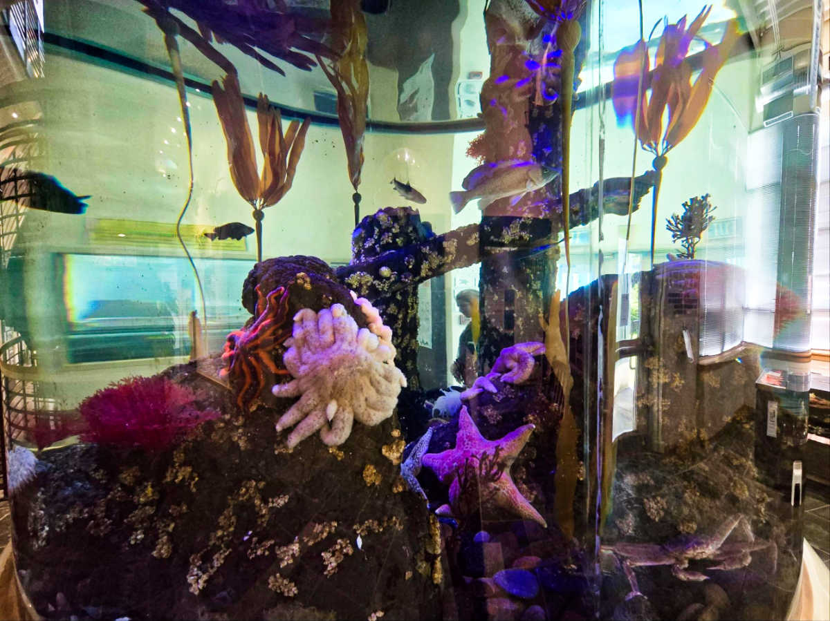 Closeup look of the local Alaskan sealife on the aquarium at the Kodiak Aquarium