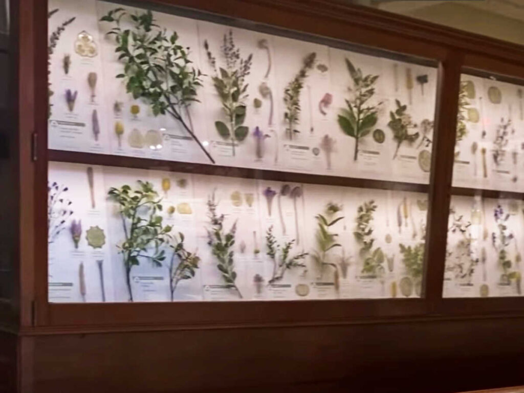 Plant display exhibit at the Harvard Museum of Natural History