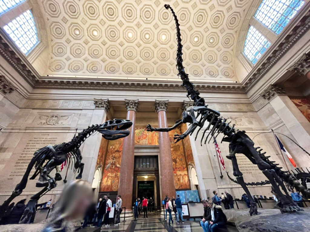 View of the skeletal dinosaur display inside the American Museum of Natural History
