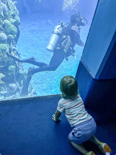 The author's son watching a diver in DiveQuest