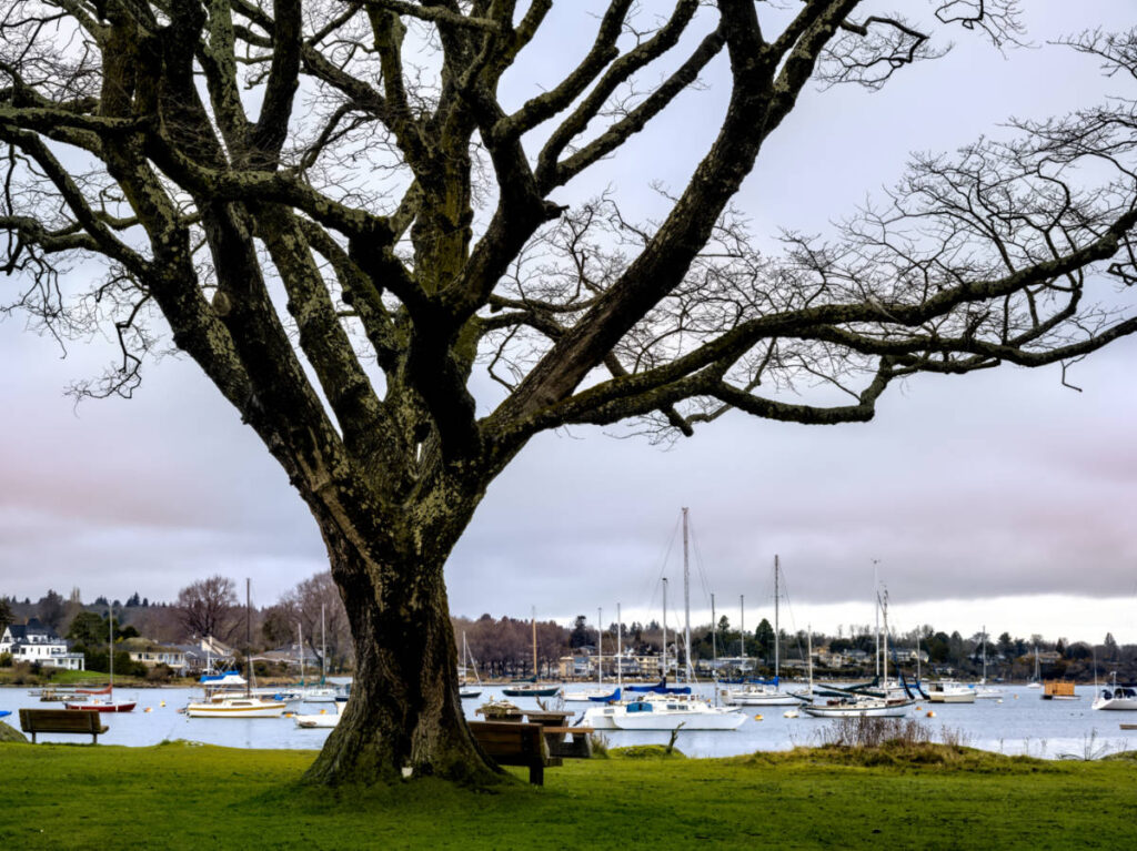 A huge tree near the Oak Bay Marina