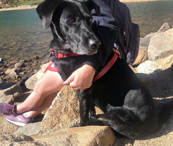 Close up view of the author's dog during their hike