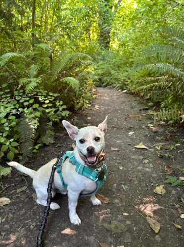 A dog resting along the trail