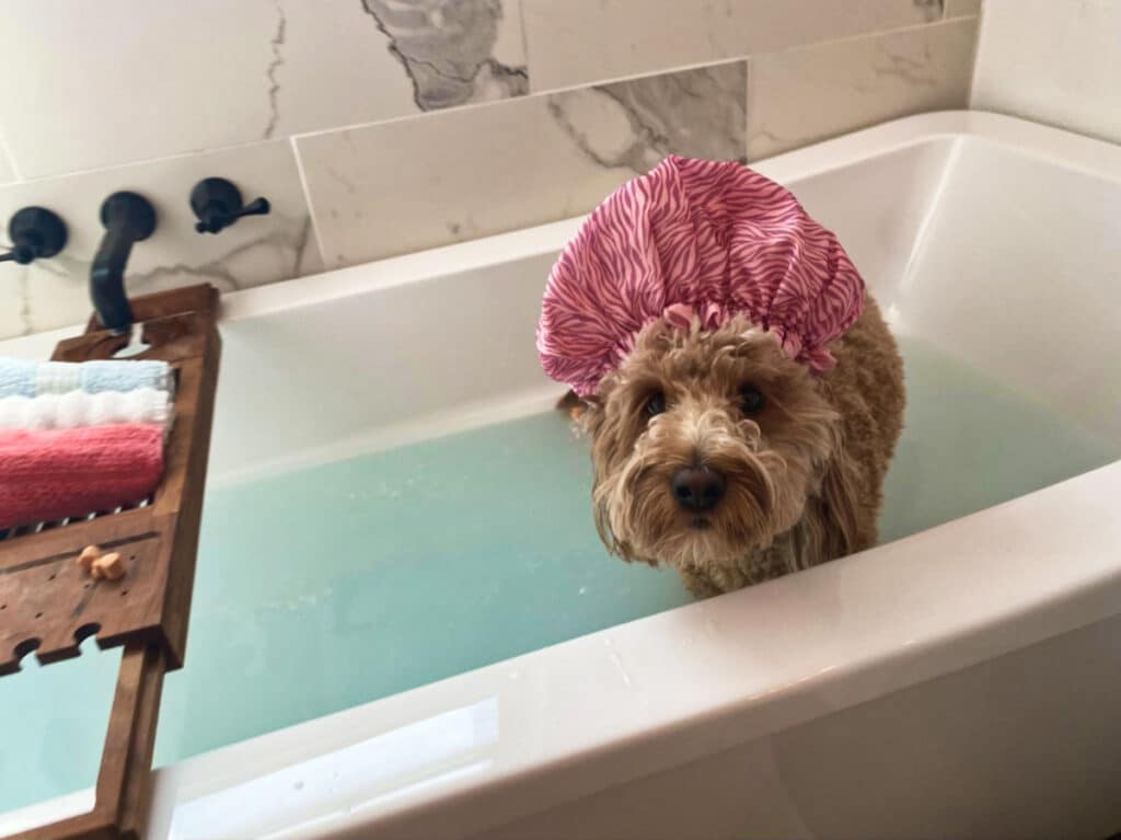 A dog chilling inside the hotel's bath tub