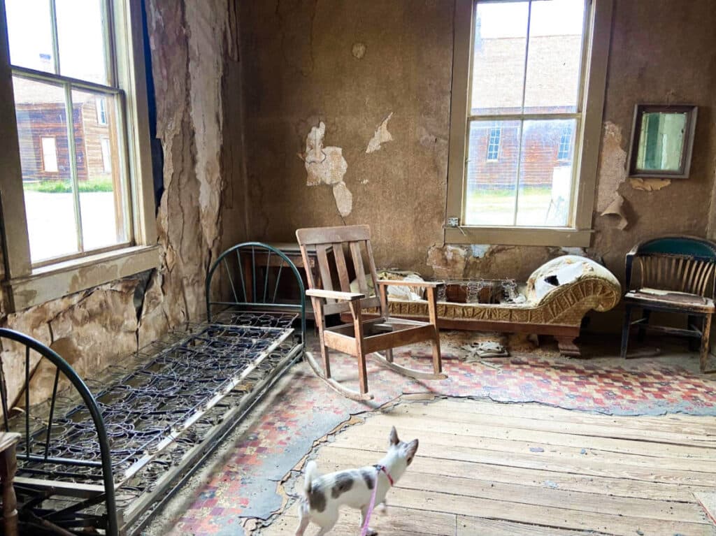 A dog wandering inside the ruined building at Bodie Ghost Town