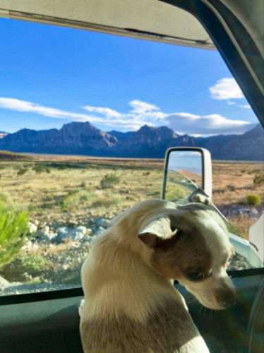 A dog inside the motorhome at the Red Rocks road