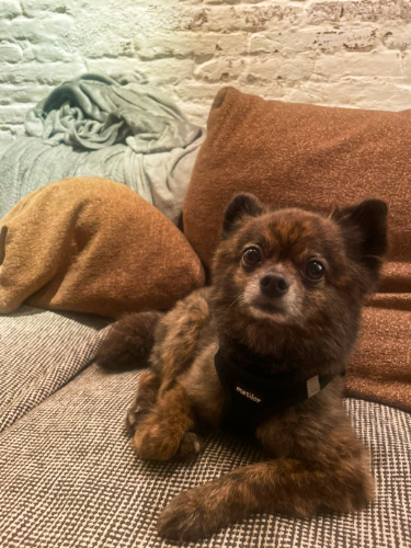 Bear, the dog lying near the huge cushions