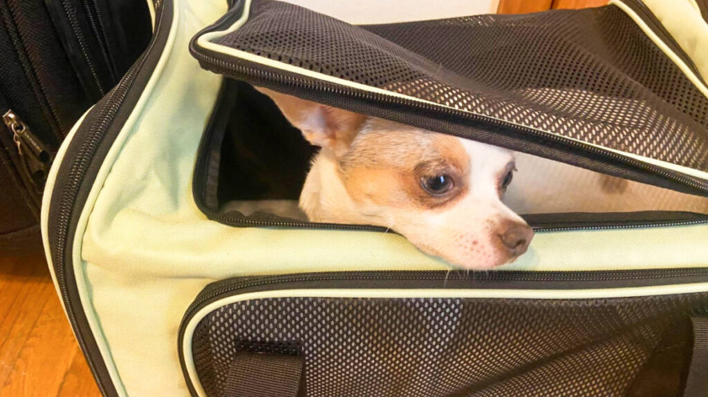 Dog peeking outside from the carrier bag
