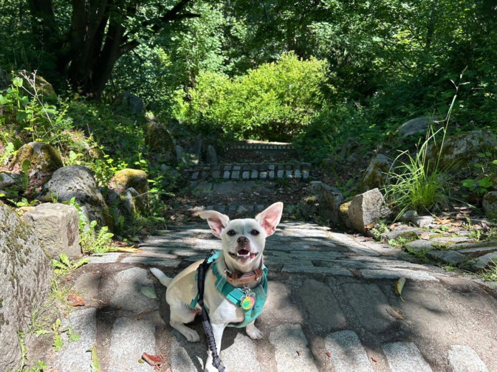A dog sitting above one of the challenge courses in Camp Long