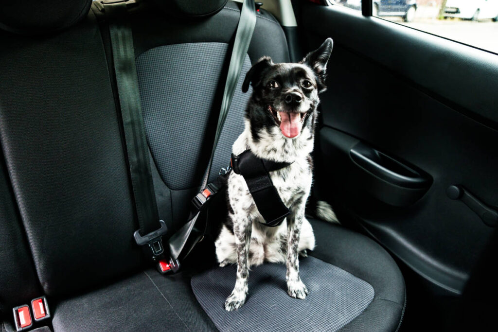 A dog buckled at the backseat of the car