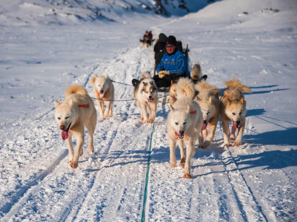 View during a Dog-Sledding Tour in Alaska