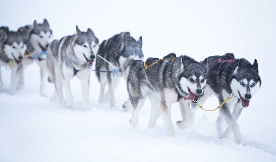 Husky dogs pulling a sleigh on a snow in Pagosa Springs