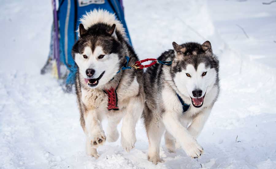 View of dog sledding in Vail at winter season